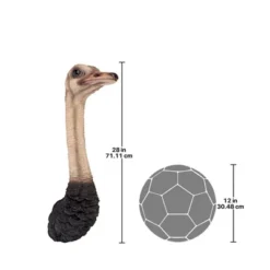 Design Toscano Ostrich Bird Trophy Wall Sculpture -Design Toscano GUEST 3faca9be 041e 476a bfab a0ee734d8abe