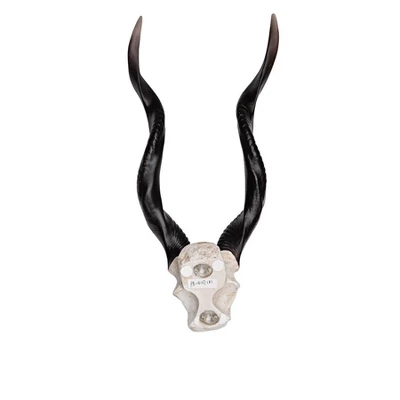 Design Toscano Kudu African Wall Trophy 8 Design Toscano Kudu African Wall Trophy - Image 6