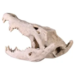 Design Toscano Crocodile Skull Sculptural Artifact -Design Toscano GUEST 9f7167f8 b388 4849 a012 09be792ead9b