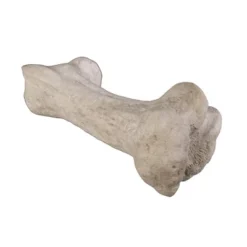 Design Toscano Gigantic Dinosaur Bone Sculpture 15 Design Toscano Gigantic Dinosaur Bone Sculpture -Design Toscano GUEST a2aef524 cb30 484d 872d 531dbe8f3a3c