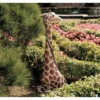 Design Toscano Gigi The Garden Giraffe Statue 1 Design Toscano Gigi The Garden Giraffe Statue -Design Toscano GUEST d2b5a7c2 c440 4510 acf7 726f4ee9495c